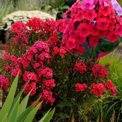 Phlox paniculata 'Red Riding Hood' - Aed-leeklill 'Red Riding Hood' P9/0,55L    
